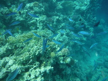 View of fish underwater