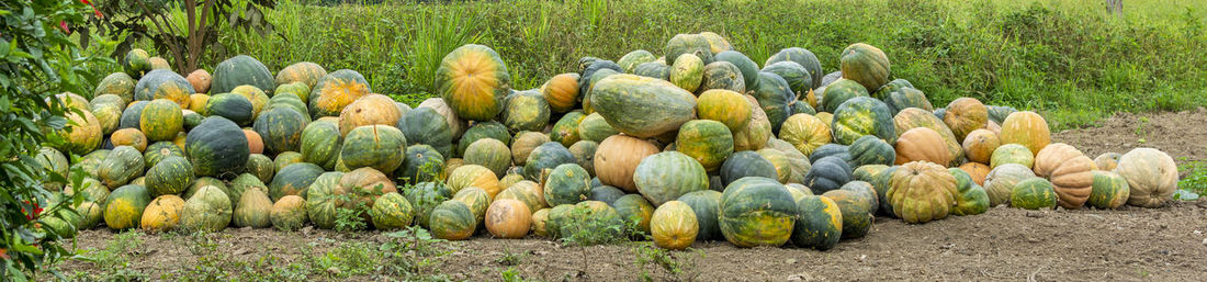 Panoramic view of corn field