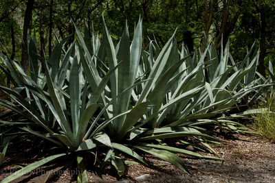 Close-up of plants growing on field