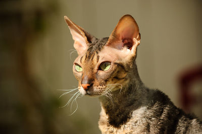 Close-up of cat