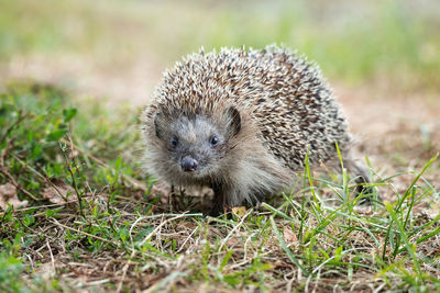 Close-up of an animal on field