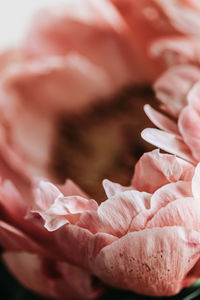 Close-up of pink rose