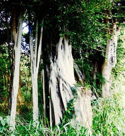 Low angle view of trees