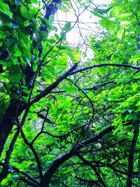 Low angle view of trees