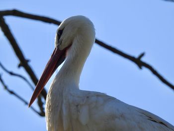 Low angle view of a bird