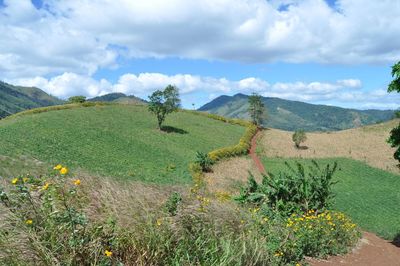 Scenic view of field against sky