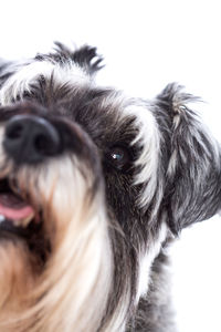 Close-up of dog