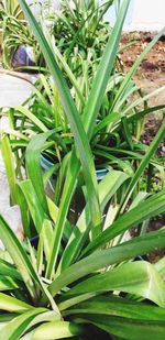 High angle view of fresh green plants in yard