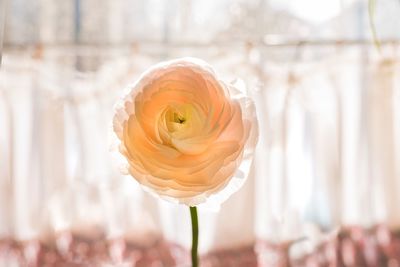 Close-up of white rose against blurred background