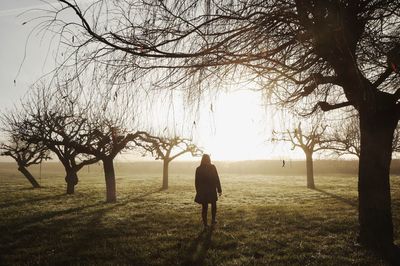 Silhouette of bare trees