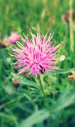 Close-up of pink flowers