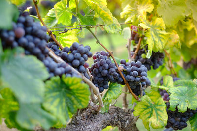 Grapes growing in vineyard