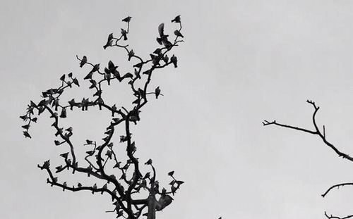 Low angle view of birds perching on tree