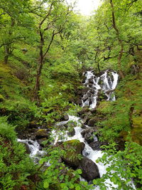 Scenic view of waterfall in forest