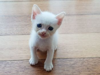 Turkish angora kitten on a wooden floor