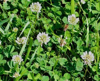 Close-up of flowers blooming outdoors