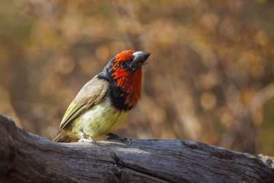 Close-up of bird perching on branch