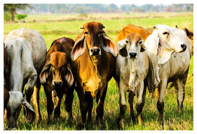 Cows on field