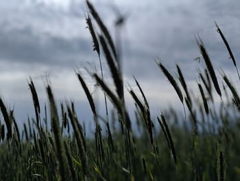 Close-up of stalks in field against cloudy sky
