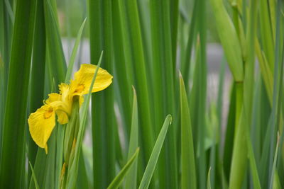 Close-up of yellow flowering plant