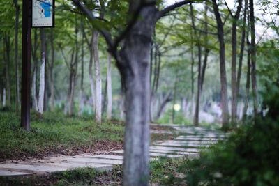 Trees growing in forest