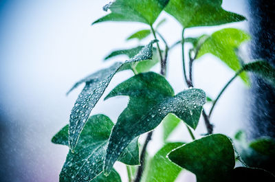 Close-up of leaves