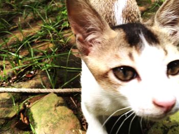 Close-up portrait of cat