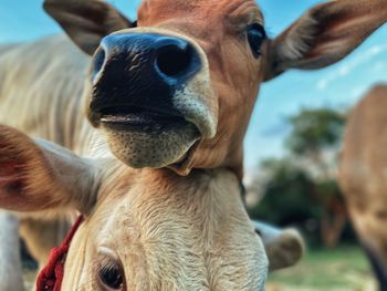 Close-up portrait of two horses