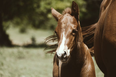 Close-up of a horse on field