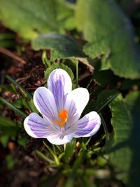 Close-up of crocus blooming outdoors