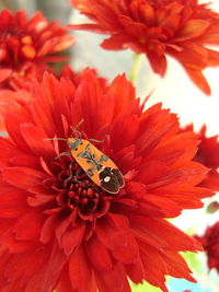 Close-up of insect on flower