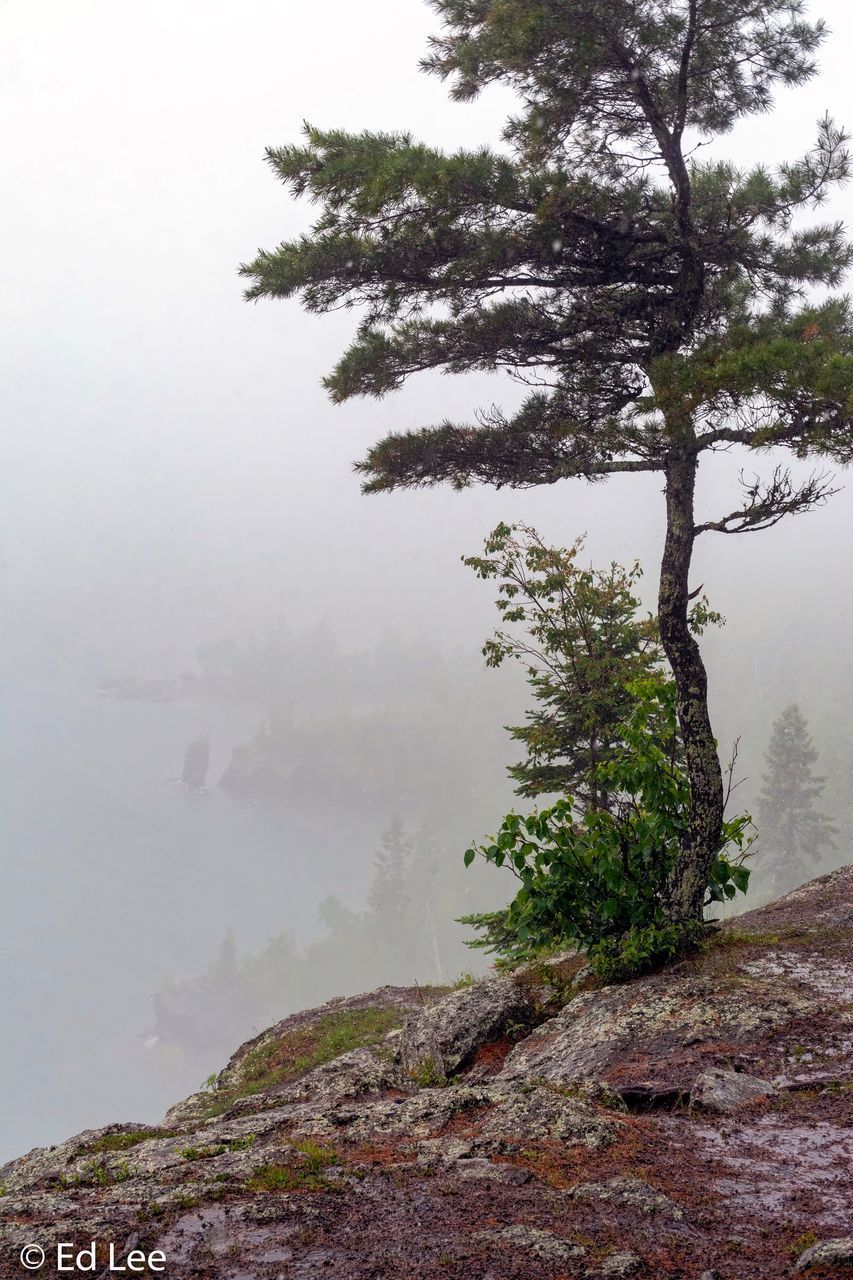 TREES GROWING ON MOUNTAIN AGAINST SKY