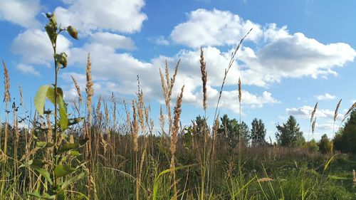 Plants growing on field against sky