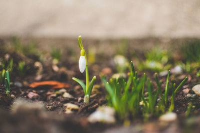 Close-up of crocus on field