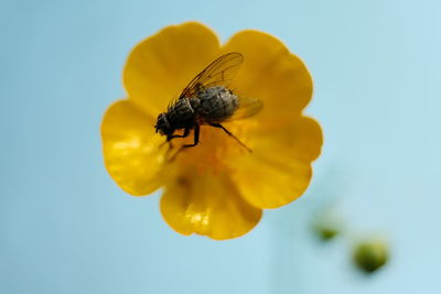 Close-up of insect on yellow flower