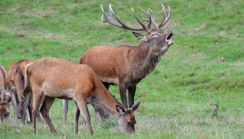 Deer in a field