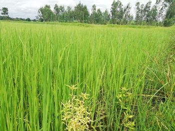 Scenic view of agricultural field