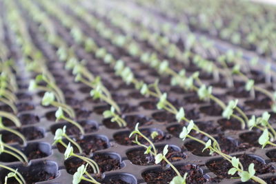 Close-up of plants growing on field