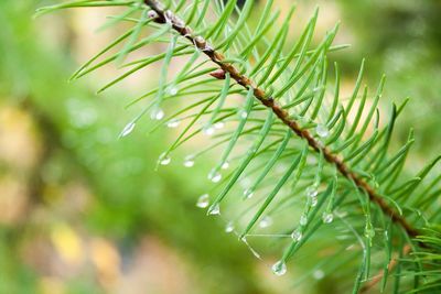 Close-up of water drops on plant