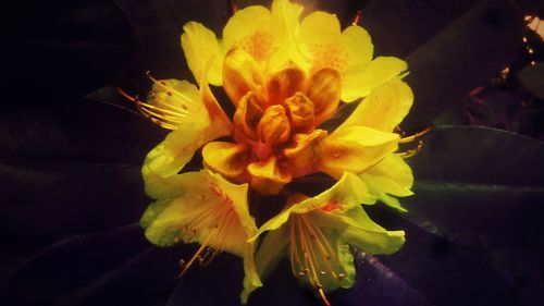 Close-up of yellow flower against black background