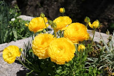 Close-up of yellow flowering plant on field
