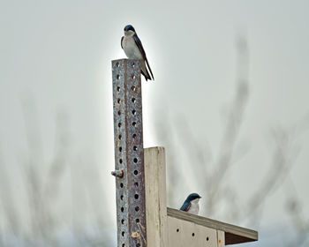 Low angle view of seagull perching on wooden post