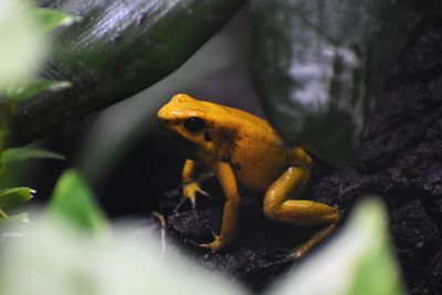 Close-up of frog on rock