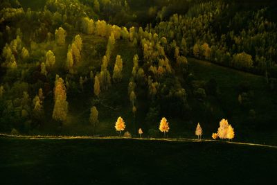 Scenic view of trees on field against mountain at sunset during autumn