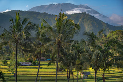 Palm trees on field against sky