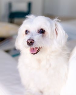 Portrait of white dog