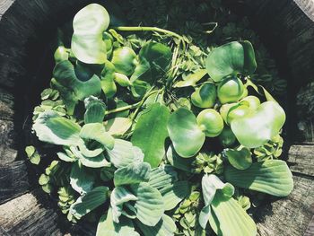 High angle view of fresh green plant