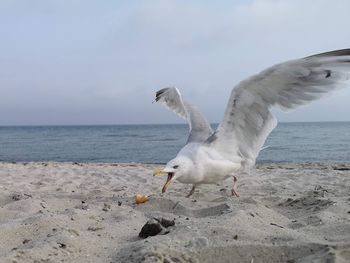 Seagull is eating