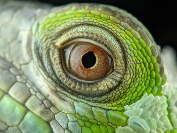 Close-up of a lizard