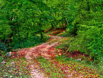 Trees in forest during autumn